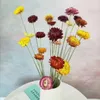 Fleur de marguerite sèche colorée naturelle, 30 pièces, pour décoration de mariage, maison, arrangement de plantes, jardin, 240223