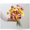 Fleur de marguerite sèche colorée naturelle, 30 pièces, pour décoration de mariage, maison, arrangement de plantes, jardin, 240223