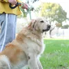 Hundhalsar koppel explosionssäker laddning neddy gyllene päls gångkedja små medium och stora hundar går ut för att leda