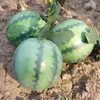 Party Decoration Vegetable Simulated Watermelon Child Toys Faux Simulation Foam Imitation Adornment