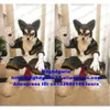 Costumi mascotte Grigio Pelliccia lunga Peloso Cane Husky Volpe Lupo Fursuit Costume mascotte Personaggio adulto Vestito Sessione di apertura Banchetto d'addio Zx3023