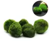 5pcs Marimo Moss Ball Aquarium Plants Terrarium Cladophora Ball Fish Tank Ornaments226L