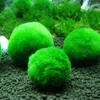 3-4 cm Marimo Moss Balls Live Acquario Piante Alghe Pesci Gamberetti Serbatoio Ornamento Felice Ambientale Verde Alghe Palla N50 Decorazioni254a