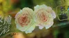 Enveloppe-cadeau vintage rose rose rose washi animal de compagnie pour carte de fabrication de cartes décoration plan de scrapbooking Stickers