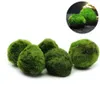 5pcs Marimo Moss Ball Aquarium Plants Terrarium Cladophora Fish Tank Ornaments256R