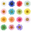 120pcs Pressed Press Dried Daisy Dry Flower Plants For Epoxy Resin Pendant Necklace Jewelry Making Craft DIY Accessories Q1126299g