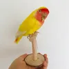 Figuritas decorativas, relleno de taxidermia Real, Melopsittacus amarillo euroasiático, periquito, periquito, loro, espécimen, dibujo de boceto, 247j