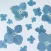 120pcs Pressed Blue Series Dried Hydrangea Macrophylla Flower Plants Herbarium For Jewelry Phone Case Bookmark Making DIY 1026289C