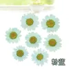 120st Pressed Press Torked Daisy Dry Flower Plants for Epoxy Harts Pendant Halsbandsmycken Making Craft Diy Accessories Q1126290p