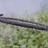 Rollen 5/10/20 m 4/9mm 12/16mm Soaker Slang irrigatie Lekkende Buis Kwel Doorlaatbare Pijp Tuin Kas Landbouw Watering Buis