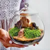 Vasi Micro Paesaggio Muschio Briofita Vaso di vetro a forma di palla con coperchio Bottiglia di muschio verde fresco Terrario di vetro Bonsai Decorazione del desktop