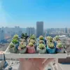 Plantenbakken 10st Zeer Mini Succulente Bloempot Gekleurd Glazuur Keramiek Ademend Duim Bloemen Pot Lithops Bloempot Thuis Mini Bonsai Ingemaakte