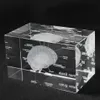 3D Menselijk Anatomisch Model Presse-papier Laser Geëtste Hersenen Kristallen Glazen Kubus Anatomie Geest Neurologie Denken Medische Wetenschap Gift 2259f