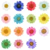 120pcs Pressed Press Dried Daisy Dry Flower Plants For Epoxy Resin Pendant Necklace Jewelry Making Craft DIY Accessories Q1126195Q