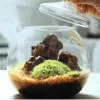 Vasi Micro Paesaggio Muschio Briofita Vaso di vetro a forma di palla con coperchio Bottiglia di muschio verde fresco Terrario di vetro Bonsai Decorazione del desktop