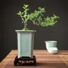 Jardinières Geyao créatif glace fissure Style chinois orchidée plante Pot Pot de fleurs ornements de bureau Vase bonsaï conteneur planteur décor à la maison