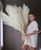 DIY White Pink Real Dray Pampas Decor Decor Wedding Plate Bunch Natural Fall Decor