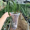 5 pçs orquídea pote engrossado vaso de flores controle respirável raiz planta plantador aprofundamento vaso para orquídeas casa decorações do jardim 240311