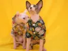 Vêtements Vêtements pour chats sans poils, Vêtements ananas pour Sphinx, Costume Devon Rex, Vêtements Konis, Tenues anti-perte de cheveux pour chaton