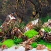 Decorazioni Sfondo Serbatoio Rettile Terrario Bordo 3D Acquario Tartaruga Piatto di sughero Decorativo Decor Piastrella Lucertola Decorazione Gabbia Sfondi