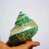 Decorations 911cm Natural Large Hermit Crab Shells Conch Shell Green Gade Turbo Aquarium Specimen Decor Creative Scenery Pieces