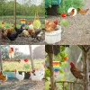 Toys 6Pcs Chicken Toys Set Chewing Foraging Toys Parrot Playing Training Toys with Wooden Swing Fruit Vegetable Hanging Feeder