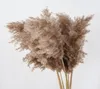 Decoração de grama de pampas pampa alta natural grande fofa marrom hastes para arranjos de flores casamento casa bege alto seco boho decorati1994389