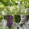 Borse 20/50/100 pezzi borsa per la protezione della frutta borsa per la coltivazione delle piante tessuto non tessuto per uva verdura mele borsa a rete borsa per attrezzi da giardino