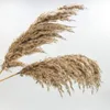 Decorative Flowers Boho Home Decor Bouquet Natural Dried Plants Pampas Grass Wedding Floral Arrangements Living Room Table Decoration