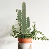 Decoratieve bloemen Cactus Model Desktop Decor Kunstplant Unpotted Ornament Stekelig Versier Landschap