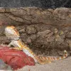 装飾ペット水槽造園コルクテラリウム背景爬虫類樹皮水族館樹皮フォグガーボード装飾コンテナ