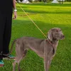 Colliers d'entraînement pour chiens, corde de Traction robuste pour animaux de compagnie, Rotation Anti-nœud à 360 degrés, outil d'extérieur, grands, petits et