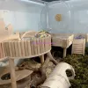 Speelgoed Hamsterspeelgoed DIY-installatie Speeltuin Natuurlijk hout Klein dier Klimladder Platformstandaard Vogelspeelgoed Kleine dierbenodigdheden