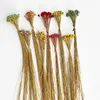 Decorative Flowers Real Dried Natural Mini Brazilian Pleasure Branch Miniature Dry Happy Flower Bouquet For Home 30CM/About 0.3CM Head