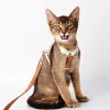 Coleira de couro para gato antiquebra, conjunto de trela para caminhada, placa de identificação personalizada, etiqueta antiperda, à prova d'água, suprimentos para animais de estimação, cachorro pequeno