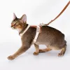 Harnais de collier en cuir pour chat, ensemble de laisse de marche, plaque signalétique personnalisée, étiquette anti-perte, fournitures imperméables pour animaux de compagnie, petit chien