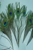 Najwyższej jakości Peacock Feather 500pcs Piękny naturalny 1012 cala dostaw imprezy2704851