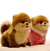 Kvalitet realistiska husdjur plysch leksak mini pomeranian maltese hund shiba inu docka för barn tjej present dekoration dy506593271773