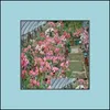 Diğer bahçe malzemeleri veranda çim evi 20 adet karışık gerçek adenyum obezum gül çiçek bonsai sucgent bitkiler balkon saksı% 100 d otobv