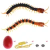 Fjärrkontroll Animal Centipede Creepy-Crawly Prank Funny Toys Gift for Kids 240307