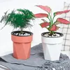 Vases Plant Hydroponic Self Absorbent Vase Creative Promote Healthy Growth Planter For Living Room Bedroom Study Garden Supplies