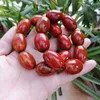 Strand Shanggu Warring States Red Agate samma material ovalt armband