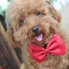 50/100 datorer/parti Mix Colors Wholesale Pet Grooming Accessories Rabbit Cat Dog Bow Tie Justerbar Bowtie Multicolor Pet Products 240311