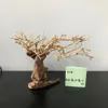 100% rękodzieło akwarium bonsai drifwood drzewo mchu bonsai drifwood drzewo drzewa drewniane ornament naturalne gałęzie 240401