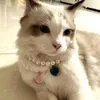 Colliers de chien pendentif nœud Collier de perles pour animaux de compagnie accessoires pour chats animaux mode étoile lune Collier de Chat chaton Collier Chat