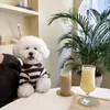 Vestuário para cães verão casual listrado roupas para animais de estimação polo camisa fina respirável gato camiseta filhote de cachorro bichon teddy schnauzer pequeno