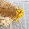 Decorative Flowers Press Small DIY Craft Plant Stems Dry Fresh Dried Preserved Natural Bouquets Real Flower