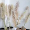 Декоративные цветы 80-140 см, пампасная трава, большие, высокие, пушистые, сушеные, декор в стиле бохо, растение для вазы, дома, свадебная цветочная композиция