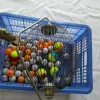 Aids bolas de golfe selecionador bolas fácil pegar engrenagem balde estilo bola de golfe retriever treinamento prática pegar coletor ferramenta m2200