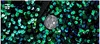 Paillettes vertes brillantes Bling Glitter Blazer Hommes Col Châle Un Bouton Costumes De Smoking Blazer Hommes Costumes De Scène De Fête De Mariage 240304